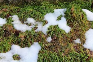 Warum sollten Sie diesen Sommer ein Mittel verwenden, um den Rasen zu waschen? Sie werden den Effekt in weniger als einem Tag sehen