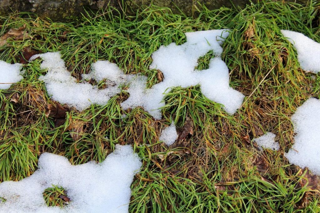 Warum sollten Sie diesen Sommer ein Mittel verwenden, um den Rasen zu waschen? Sie werden den Effekt in weniger als einem Tag sehen 
