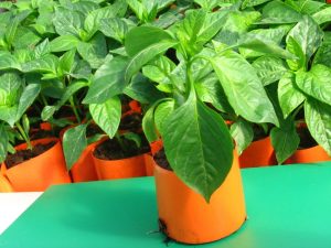 Dünge Paprika für eine gute Ernte. Versuchen Sie natürliche, hausgemachte Dünger