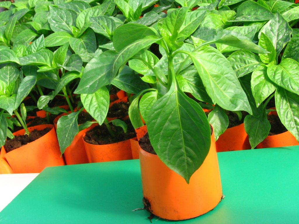 Dünge Paprika für eine gute Ernte. Versuchen Sie natürliche, hausgemachte Dünger 