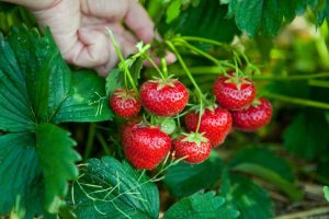 Ihre Erdbeeren sind nicht süß genug? Auf diese Weise können Sie ihren Geschmack vor der Ernte ändern