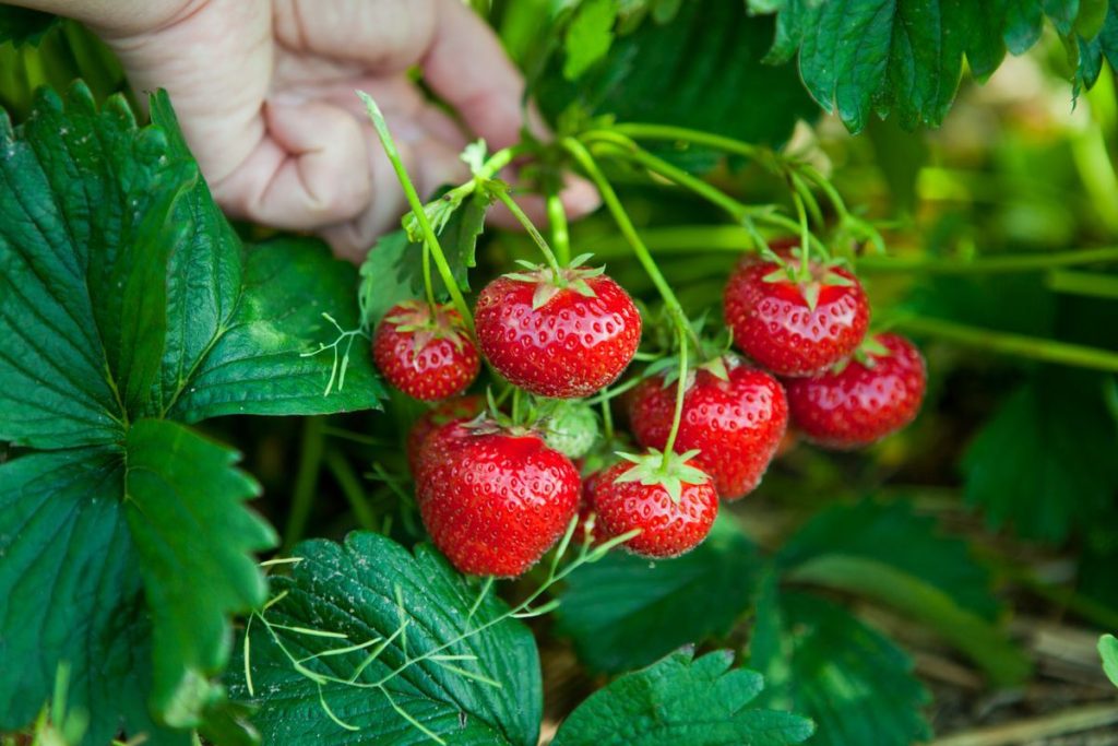 Ihre Erdbeeren sind nicht süß genug? Auf diese Weise können Sie ihren Geschmack vor der Ernte ändern 