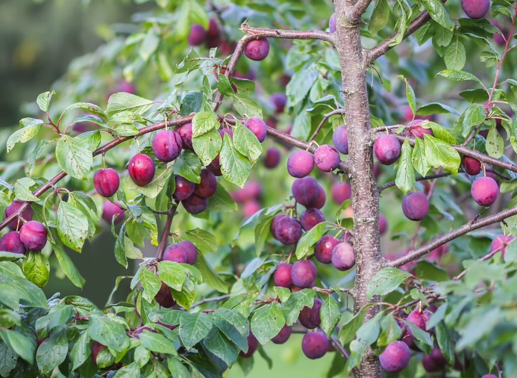 Ameisen auf Obstbäumen - zu gehen oder zu kämpfen? Sichere Wege 