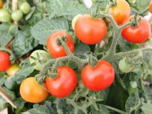 Düngung von Tomaten im Juni - Geheimnisse von Gärtnern, die Tonnen von Früchten bringen