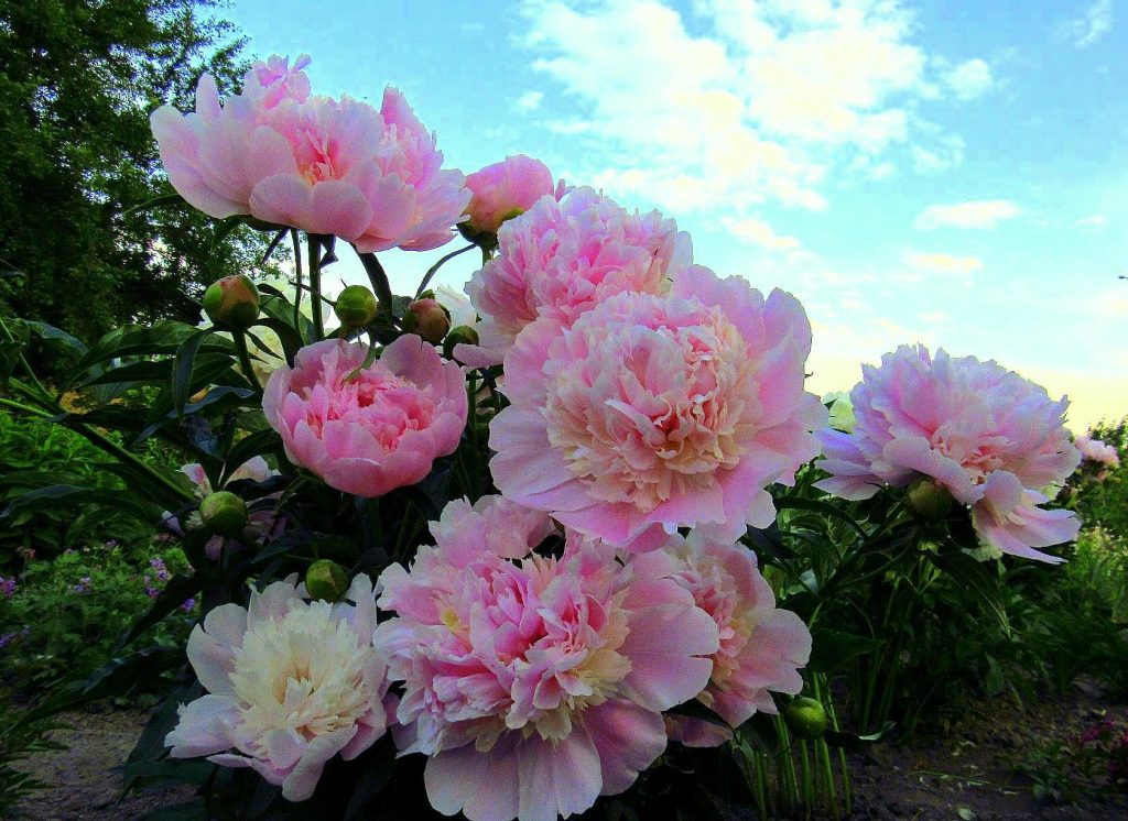 Warum können Peonies ohne die richtige Bewässerung gestorben: Enthüllen Sie die Geheimnisse von Gärtnern