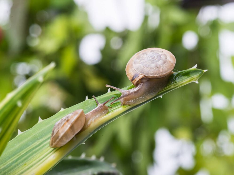 Ein natürlicher Weg, um Schnecken und Schnecken in einem Garten ohne Pestizide loszuwerden