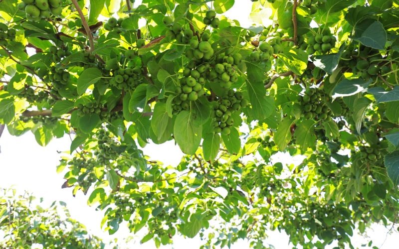 Strauch mit roten und grünen Früchten voller Vitamine. Interessante Sorten und wachsende Mini Kiwi (Actinidia)
