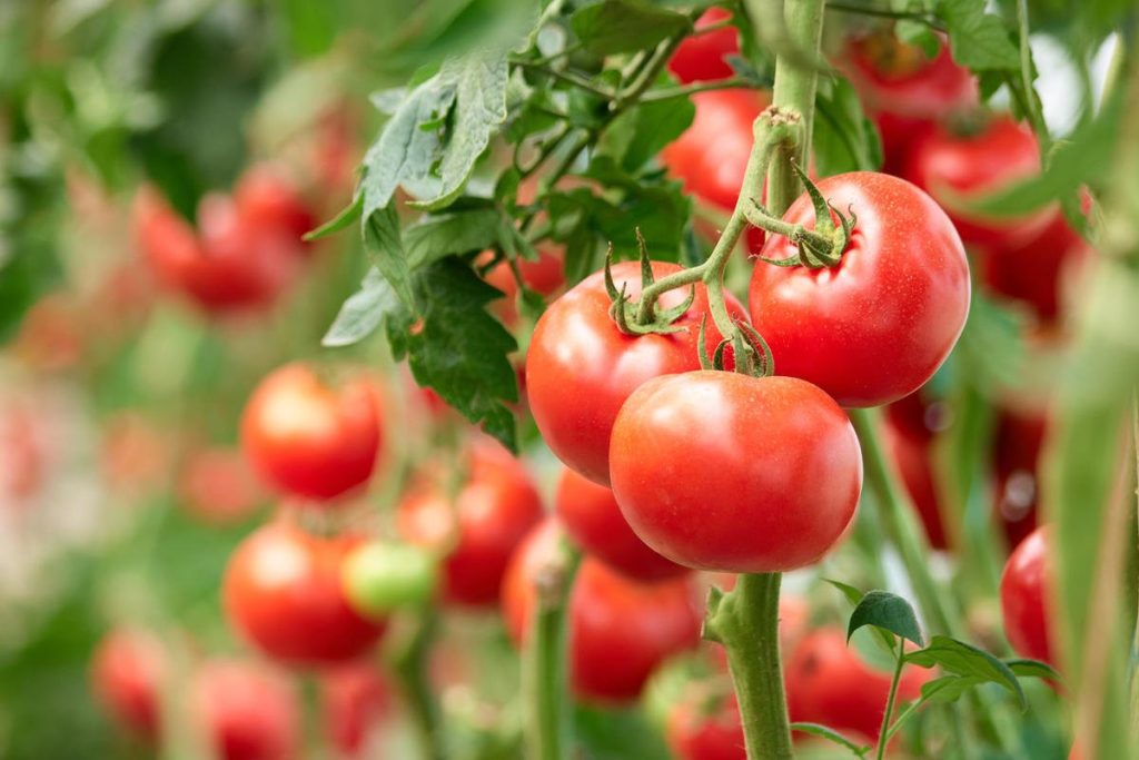 2 Teelöffel - und jede Tomate wiegt ein Pfund: billiger und harmloser Dünger - leckere Tomaten ohne Chemikalien