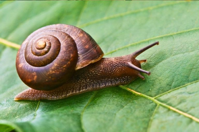 Ein Essen, das für immer Schnecken zerstören wird, die Ihre Gartenpflanzen essen. 