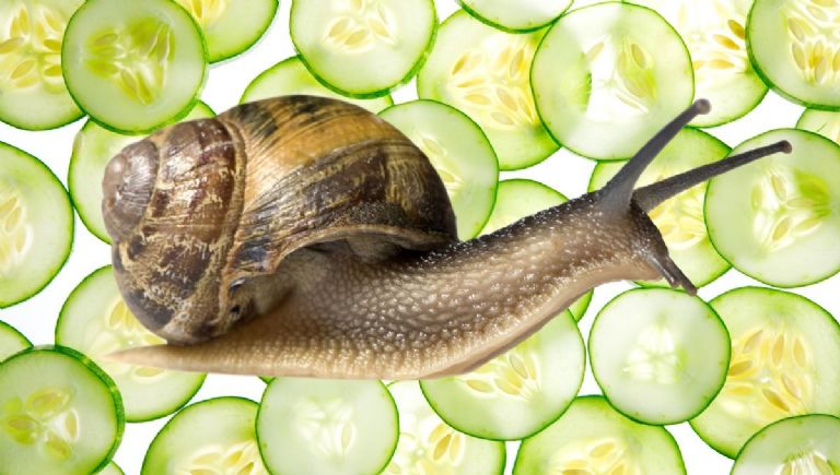 Ein Essen, das für immer Schnecken zerstören wird, die Ihre Gartenpflanzen essen.