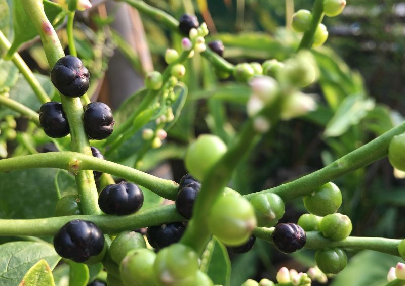 Dekorative Creeper mit essbaren und gesunden Blättern. Malabar Spinat - Anbau und Verwendung