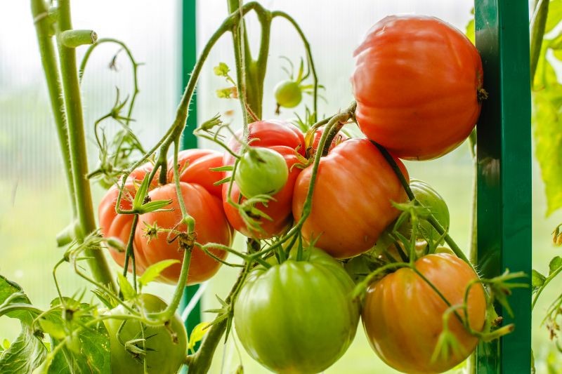 Es schützt vor Krankheiten und stimuliert das Tomatenwachstum. Sie können für mehrere Zlotys kaufen und einen guten Dünger machen.
