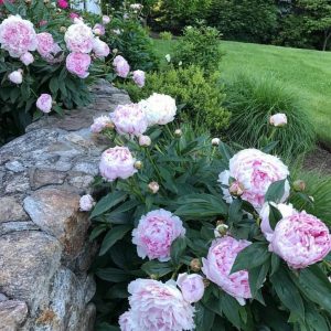 Warum können Peonies ohne die richtige Bewässerung gestorben: Enthüllen Sie die Geheimnisse von Gärtnern