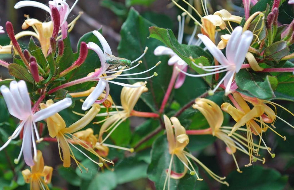 Dies ist ein Gartenstar: Sie alle wetten ihn als Hecke, aber nur wenige wissen, dass seine Blumen auch Wunder können. 