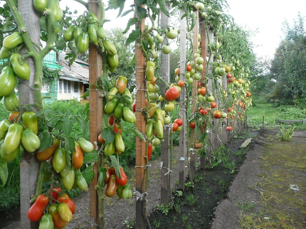 Tomaten blühen und lassen Früchte fallen? Ein einfacher Trick speichert die gesamte Ernte