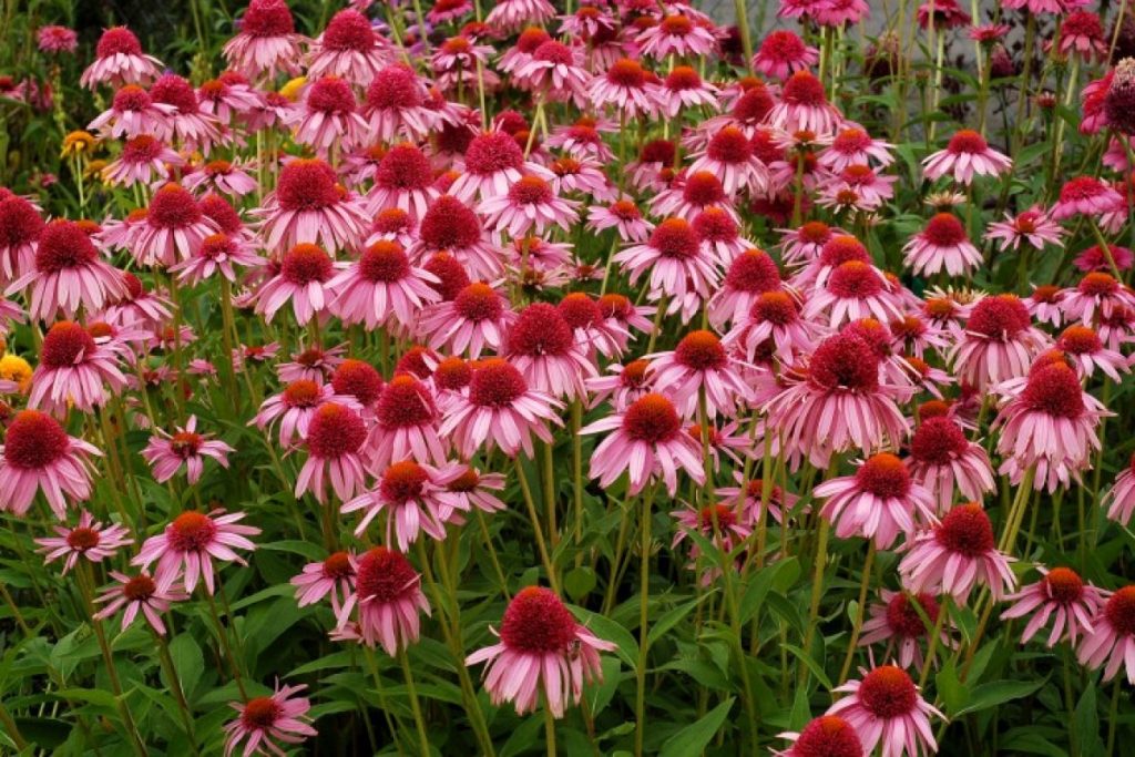 Sie können alles tun: Diese Blumen verwandeln Ihren Garten bis zum Ende des Sommers ins Paradies.