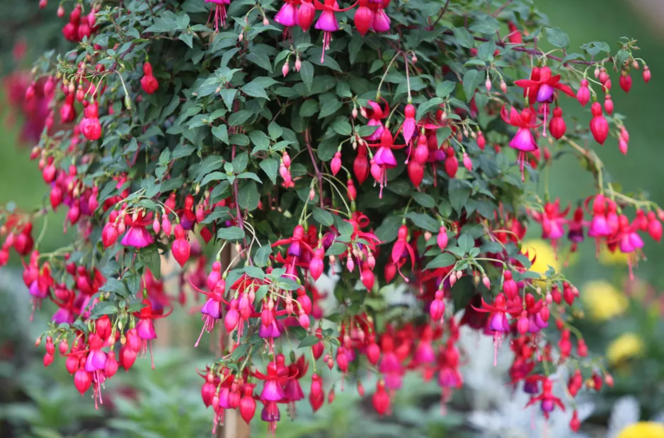 Das Kaffeegelände arbeitete auf, also mache ich hausgemachtes Dünger und gieße es mit Fuchsia. Eine Million rosa Glocken blühen.