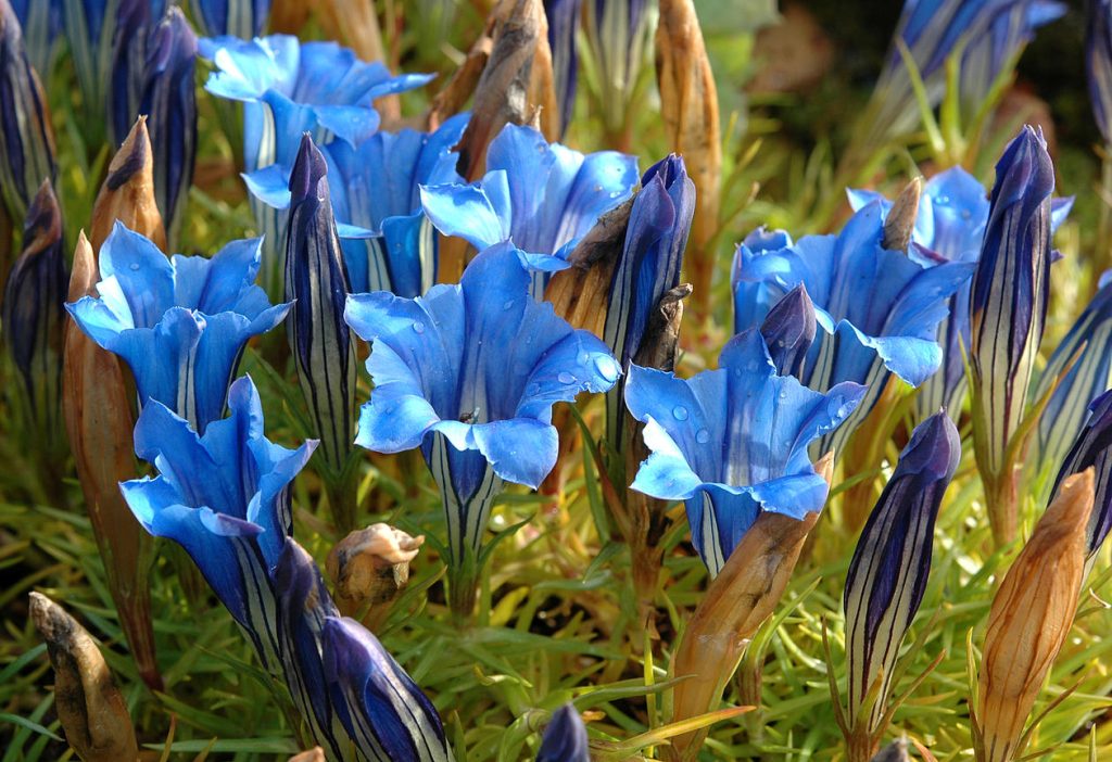 Eine der schönsten Gartenpflanzen. Sie genießt sie blau 