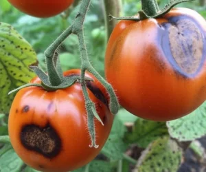 Dies ist die einzige Möglichkeit, Tomaten vor Kartoffelschimmel zu retten. Intensives Spray schützt die Pflanze und ihre Früchte. Hausgemachtes Spray