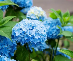 Hydension ist blau wie ein Himmel. Streuen Sie sie mit diesem Produkt und Blumen werden gesund sein und sich nicht ändern