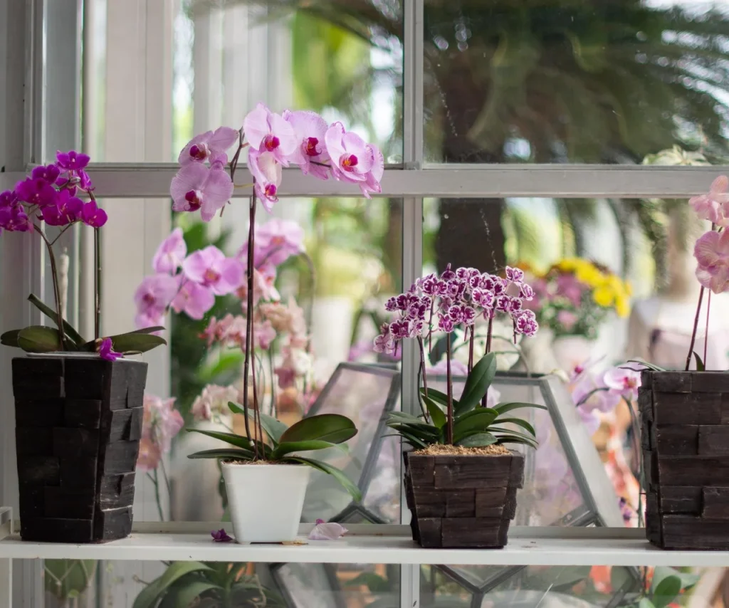 Kochen Sie nur die Muscheln und gießen Sie die Orchidee so schnell wie möglich, was dann mit schönen Blumen blüht. Nährende Infusion der Blüte. Naturdünger für Orchideen 