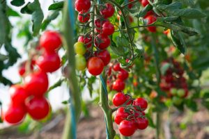 Borsäure in einem Gewächshaus: Wie man die Ernte der Tomaten nicht verbrennt und eine sichere Dosis auswählt