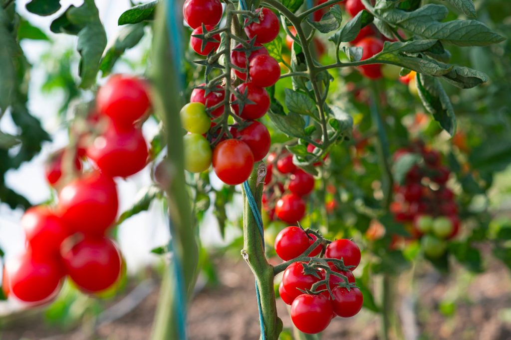 Seitenaufnahmen von Tomaten entfernen. Warum ist dies ein wichtiges Verfahren für das Wachstum?