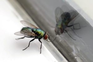 Dies ist zweifellos der beste Weg, um Fliegen loszuwerden: ein Trick mit einer Aluminiumfolie, die sie von Ihrem Haus entmutigt.