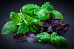 Legen Sie dieses Kraut an die Fersen von Tomaten: Stellt Blattläuse, Ameisen und Schnecken ab.