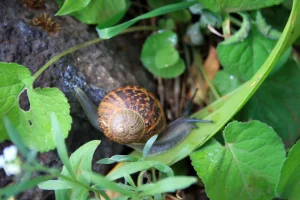 Bade sie um den Garten. Die Schnecken sind alle zu einem.