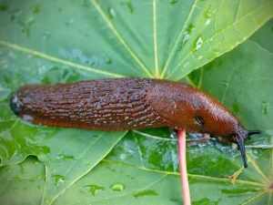 Keine Schnecke mehr! Legen Sie es in die Mitte des Gartens.