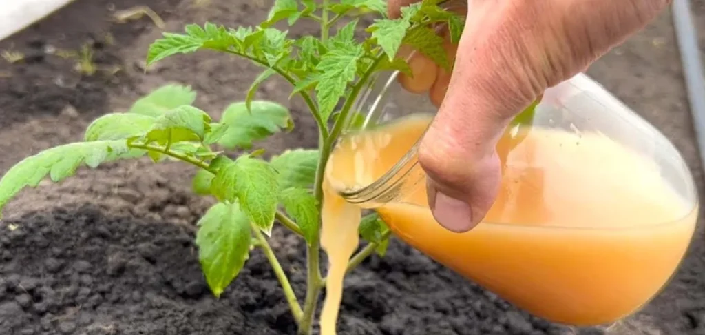Dieser Dünger für Tomaten wird von erfahrenen Gärtnern verwendet. Es garantiert die Fülle von saftigen und reichen Tomaten.