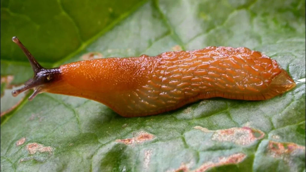 Legen Sie es in den Garten. Sie entfernen Slugs für eine Nacht 