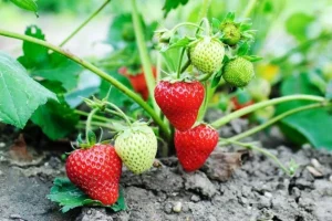 Mai Käfer ist kein Hindernis: Wie man Erdbeeren vor einem unersättlichen Schädling schützt