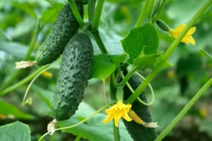 Nicht Asche oder Mullein: Wie man Anfang Juni Gurken Wasser erhält - wir ernten bis zu 7 kg Früchte aus den Büschen
