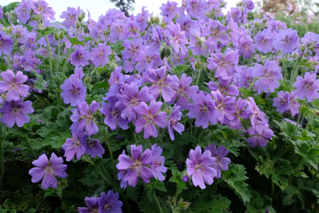 Wetten Sie diese Pflanzen nicht in Ihrem Garten. Sie ziehen die Hornissen wie einen Magneten an.