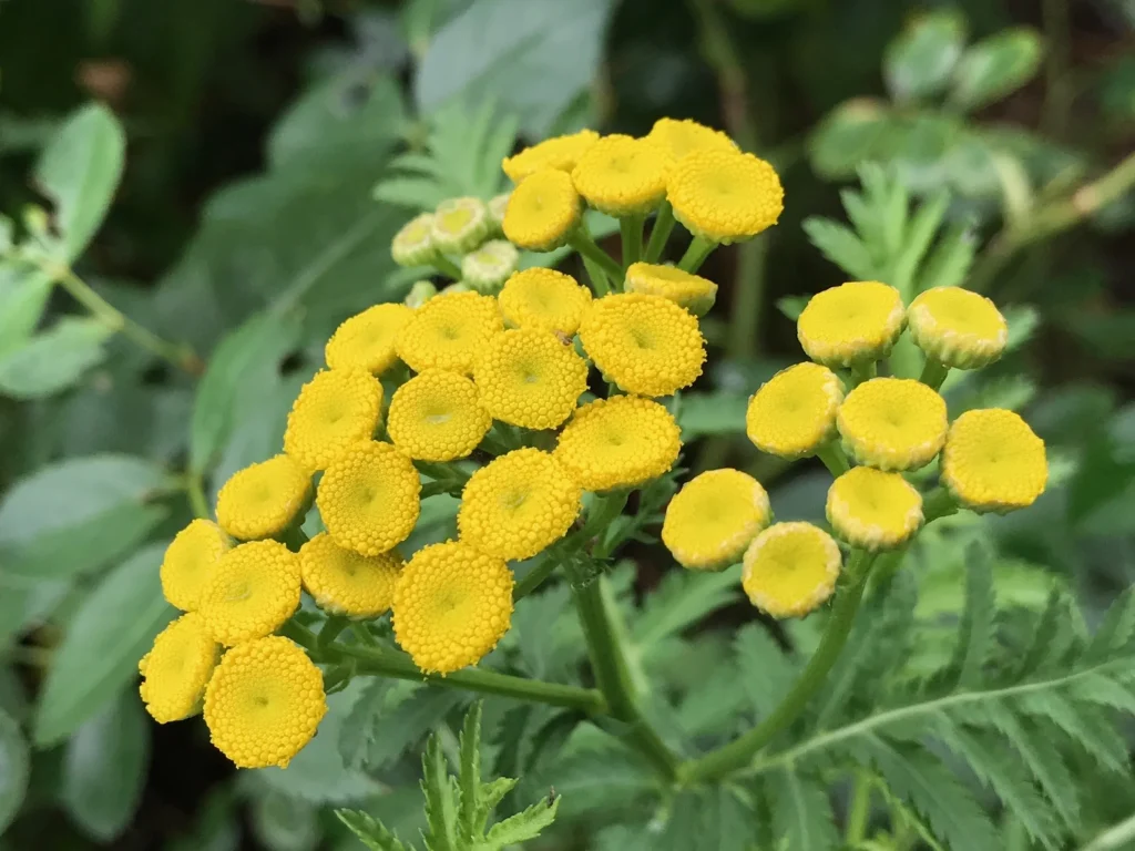 Sie ernähren sich vom Boden. Gießen Sie es in den Garten und verschwinden alle.