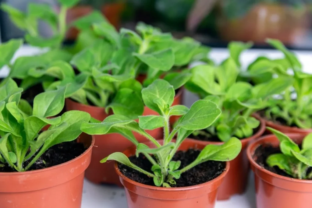 Petunia gekeimt - Versuchen Sie, diese Fehler im ersten Monat nicht zu machen