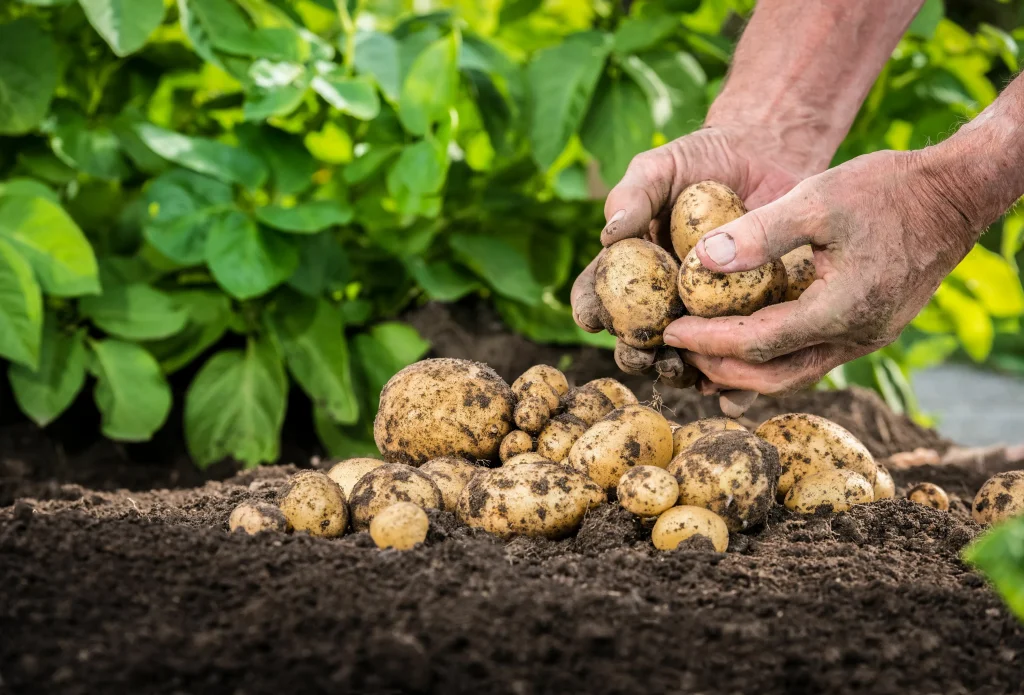 Gießen Sie Kartoffeln zu oft? Warum kann es dich die gesamte Ernte kosten?