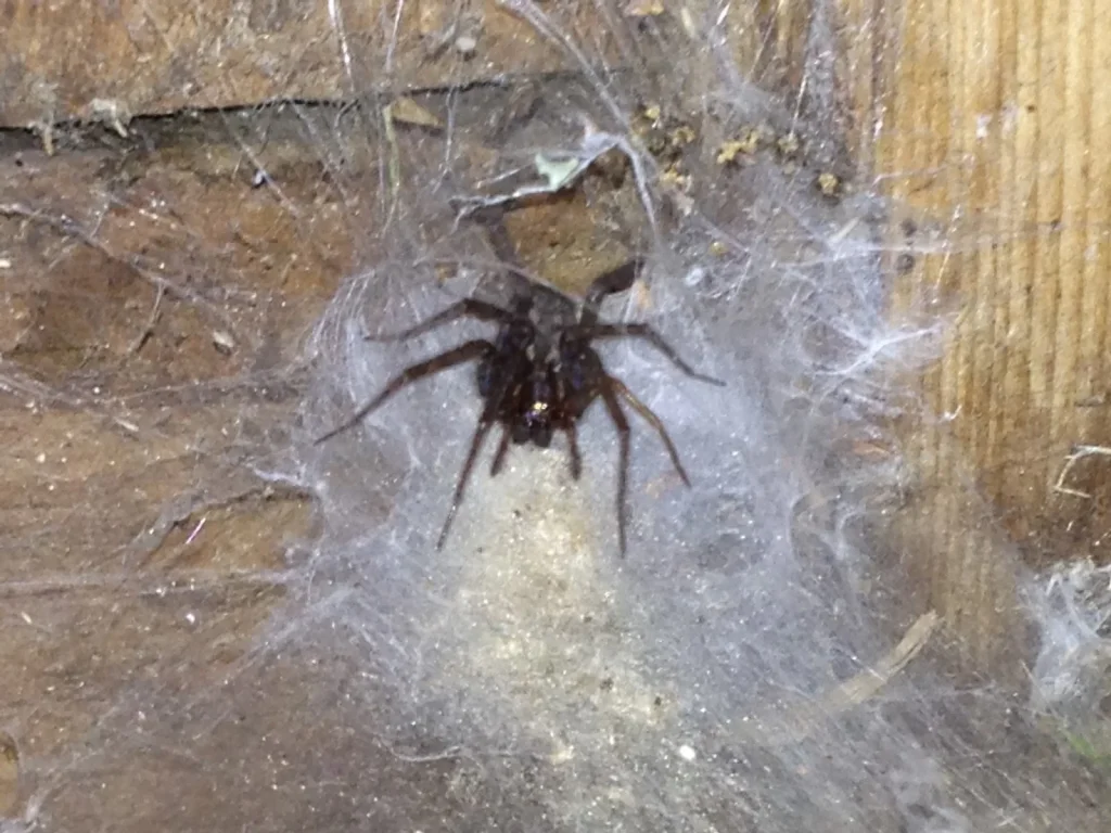 Drei einfache Möglichkeiten, Spinnen im Haus loszuwerden. Keine Spinnweben mehr 