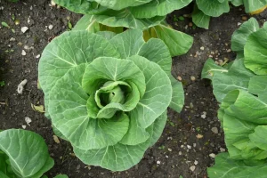 Kohl wächst, aber der Kopf wird nicht gebildet? Eine Runde und alles wird sich ändern