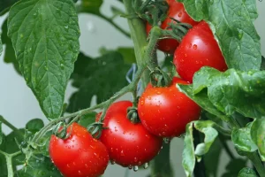2 Teelöffel - und jede Tomate wiegt ein Pfund: billiger und harmloser Dünger - leckere Tomaten ohne Chemikalien