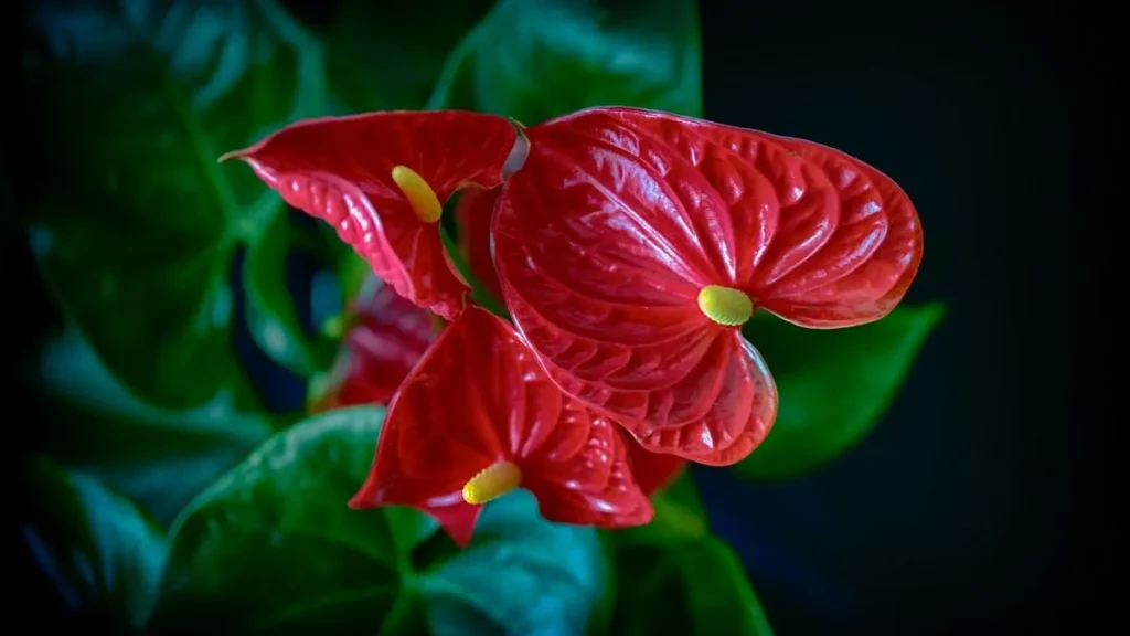 1 Esslöffel Wasser mischen und sofort mit Anthurium in einen Topf gießen. Es beginnt eine Blume nach der anderen zu blühen. Dünger für Anthurium für die Blüte