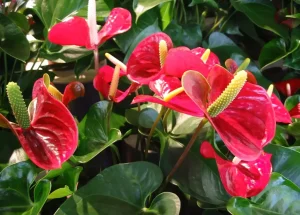 1 Esslöffel Wasser mischen und sofort mit Anthurium in einen Topf gießen. Es beginnt eine Blume nach der anderen zu blühen. Dünger für Anthurium für die Blüte