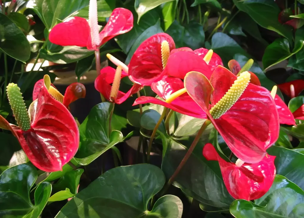 1 Esslöffel Wasser mischen und sofort mit Anthurium in einen Topf gießen. Es beginnt eine Blume nach der anderen zu blühen. Dünger für Anthurium für die Blüte 