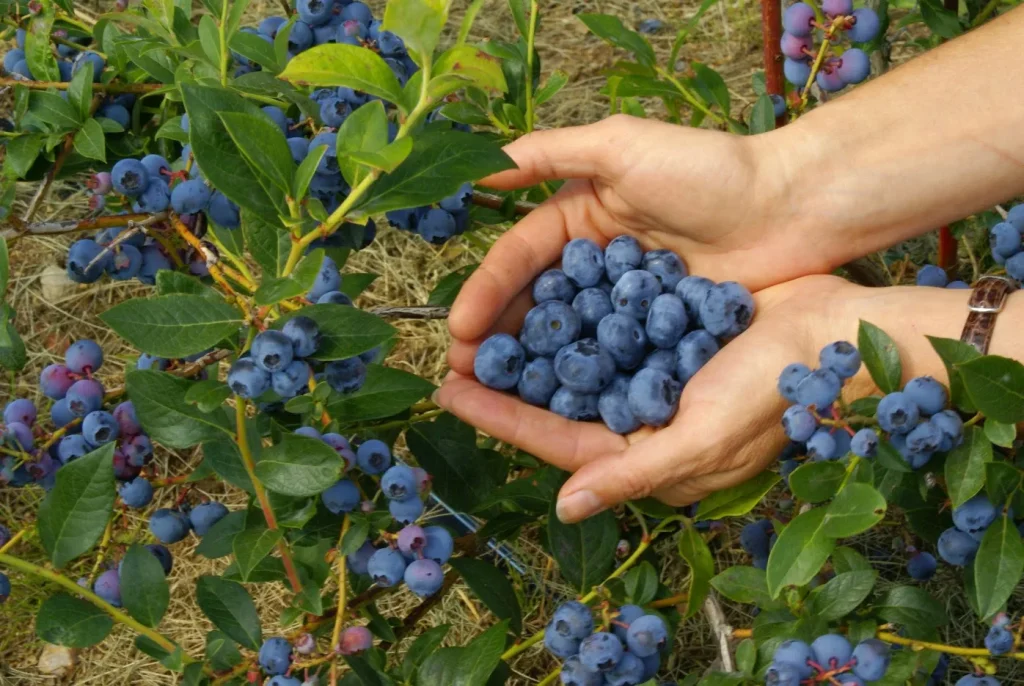Es wächst für alle! Die Geheimnisse von Blaubeeren, die auch über die erfahrenen Gärtner schweigen 