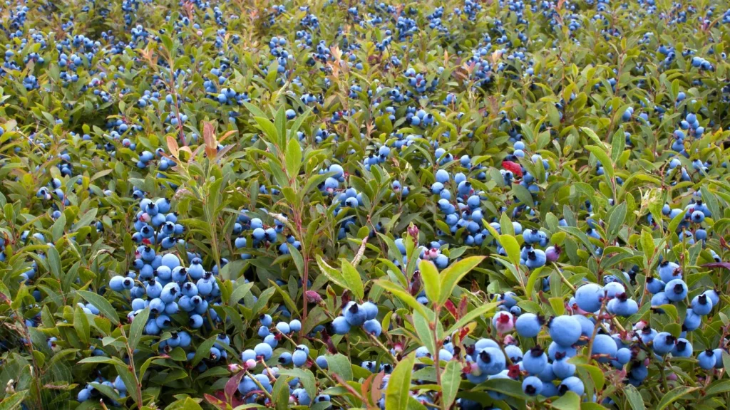 Es wächst für alle! Die Geheimnisse von Blaubeeren, die auch über die erfahrenen Gärtner schweigen