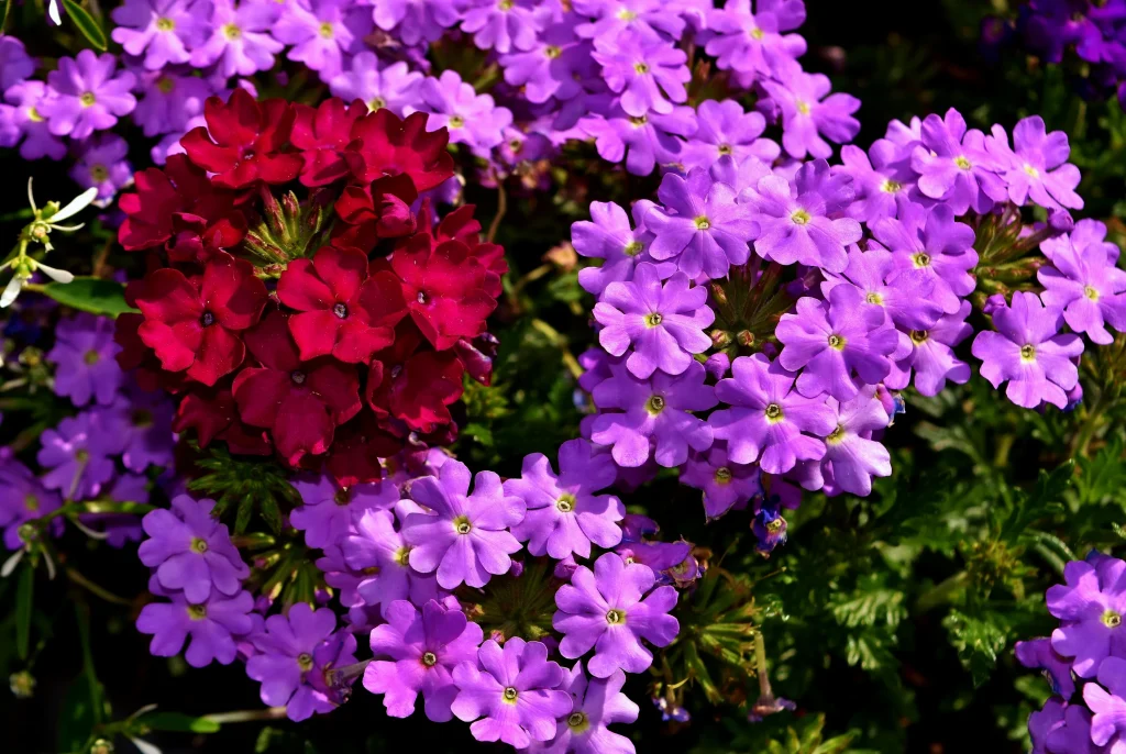 Seine Amethystenblumen schweben wie leichte Wolken im Garten. Diese mehrjährige blüht von Juni bis Herbst reichlich.