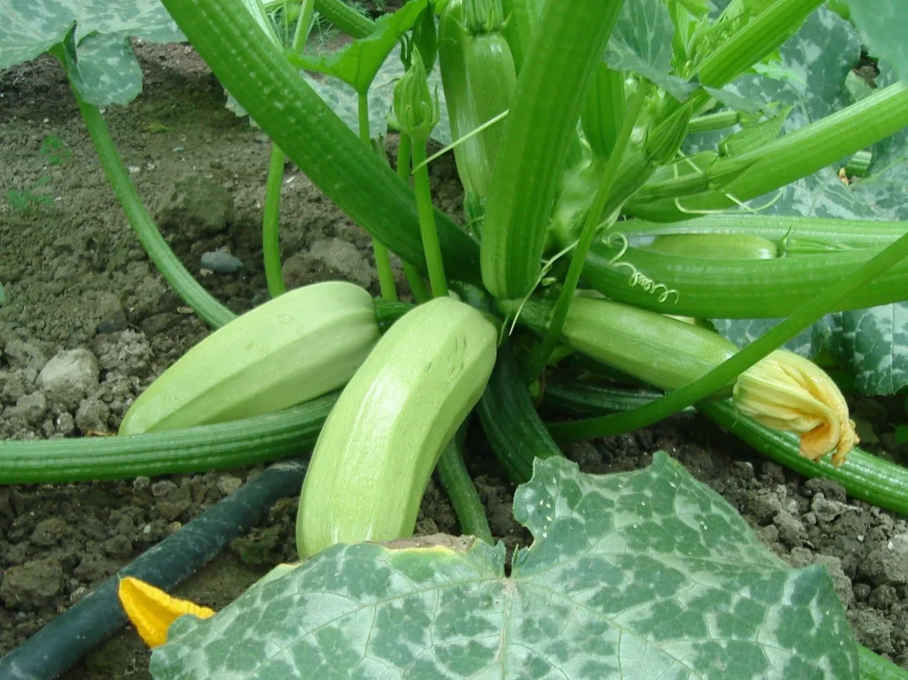Zucchini ist nicht Zucchini, es sei denn