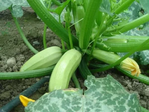 Zucchini ist nicht Zucchini, es sei denn